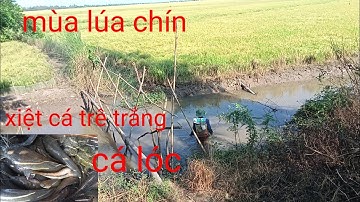 xiệt cá lóc cá trê mùa lúa chín. quá nhiều cá ngon