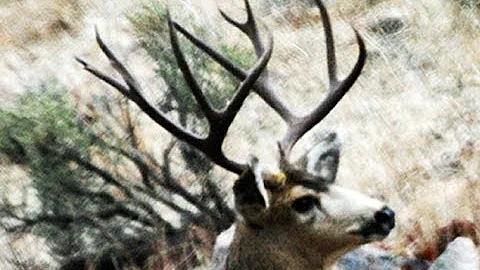 Trophy mule deer northern Utah 2