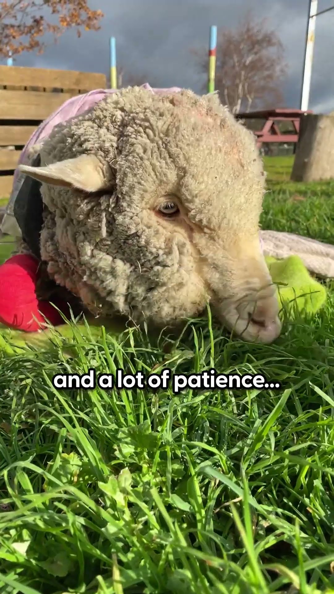 Wobbly Lamb Who Can't Stand Learns To Run | The Dodo