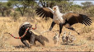 Secretary Bird Defeated The Coral Snake But The Badger Stole The Prey