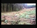 Forest harvesting in Ireland