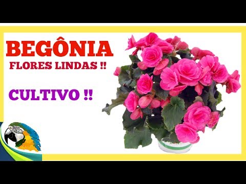 Vídeo: Begônia Tuberosa, Plantando Em Um Jardim De Flores E Cuidados