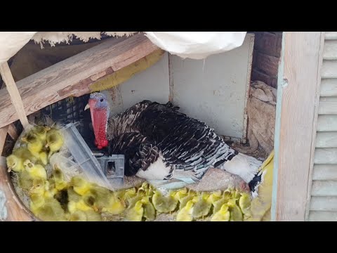 رجعت من الشغل طلعت اشوف بيض الوز وعلف الطيور علي السطح اتصدمت من المنظر الي شوفتوا في الخن 😵😵