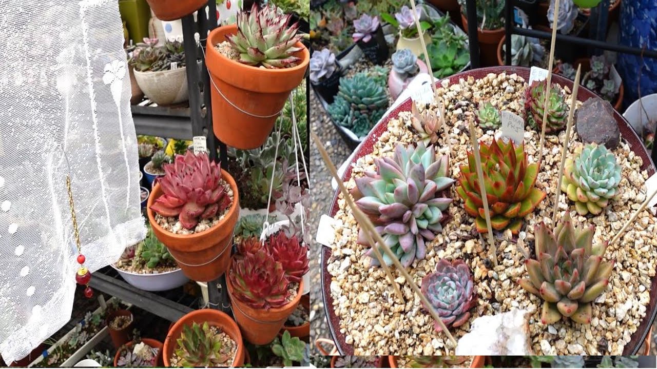HOW I STOP THE BIRDS FROM EATING MY SUCCULENTS YouTube