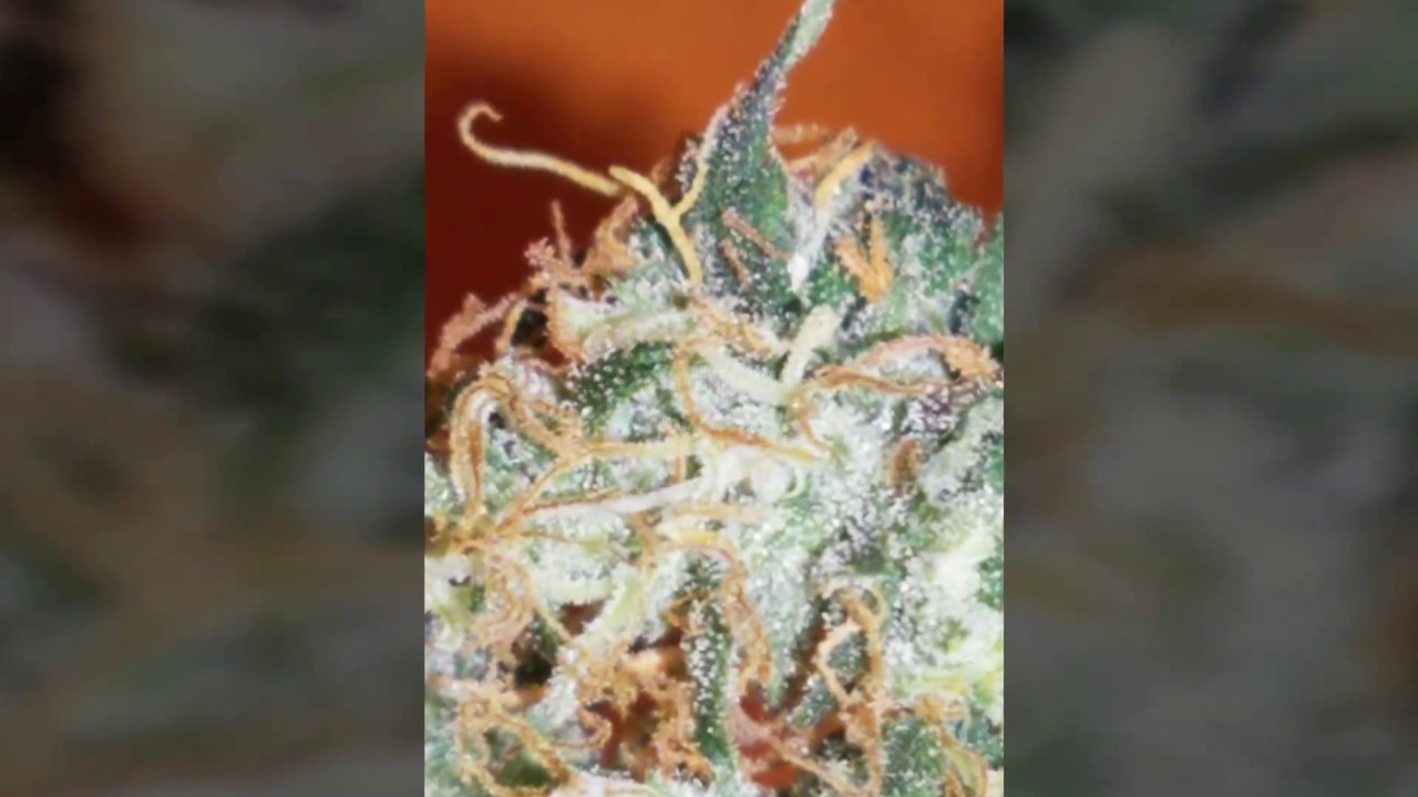 600 watt hps indoor cannabis grow, gorilla glue # 4 organic nutrients, h2o2, worm casting tea.