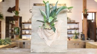 Download Lagu How to Mount a Staghorn Fern | Sunset MP3 Download Lagu How to Mount a Staghorn Fern | Sunset MP3
