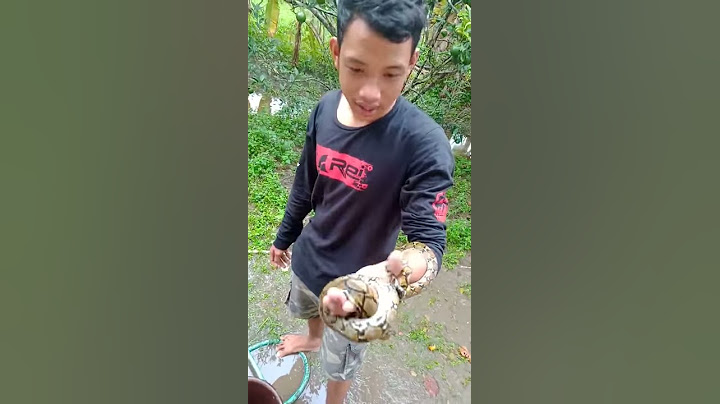 Cara melepas gigitan ular retik