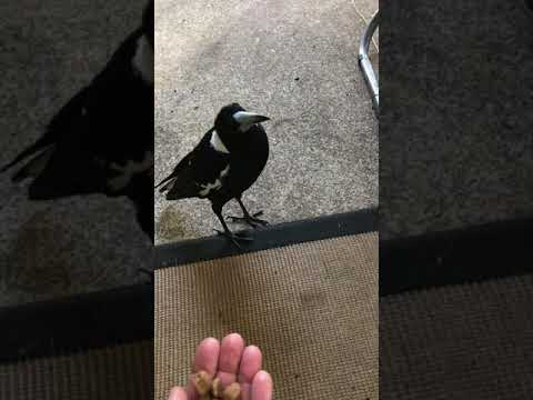 Earn your Magpie’s
