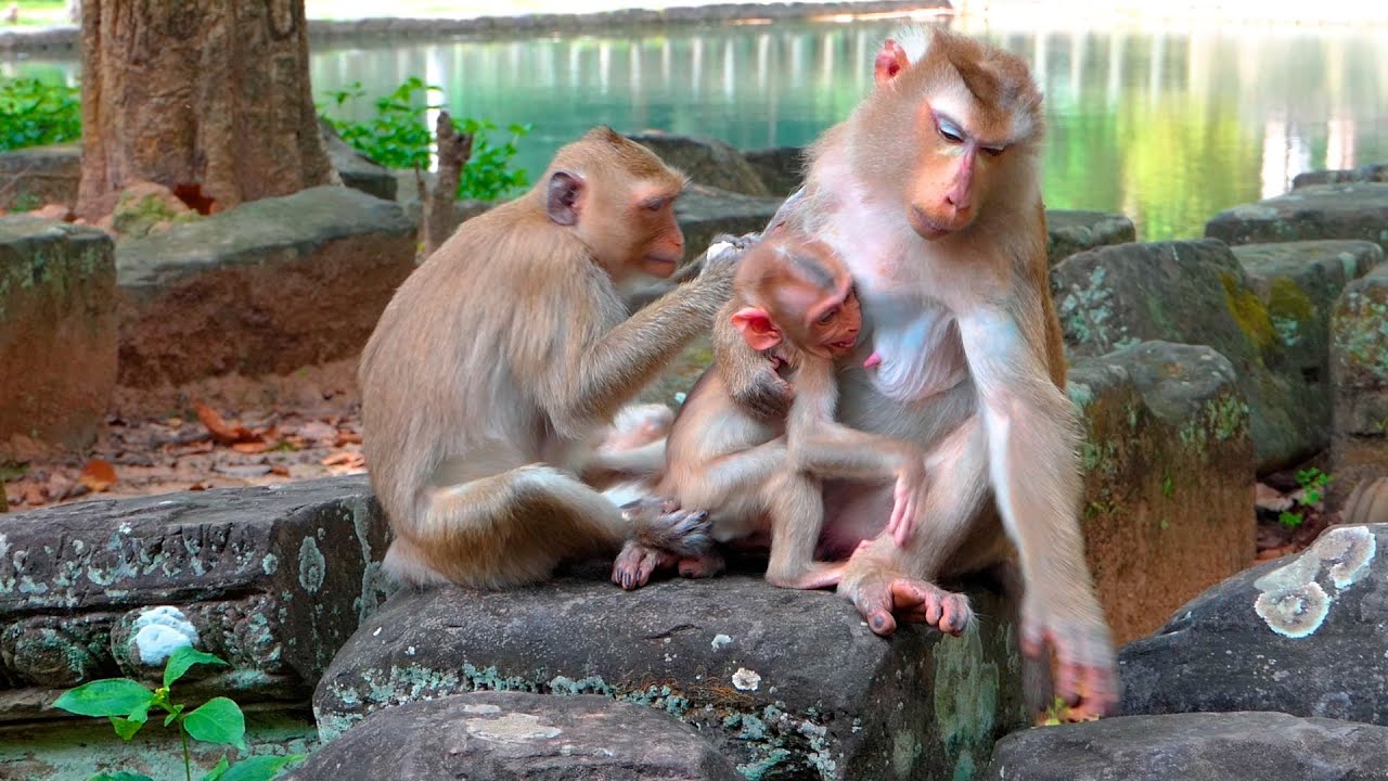 Baby Lynx Cries Whenever Luna Walks Away but Their Tender Bond Still Shines Through Every Moment