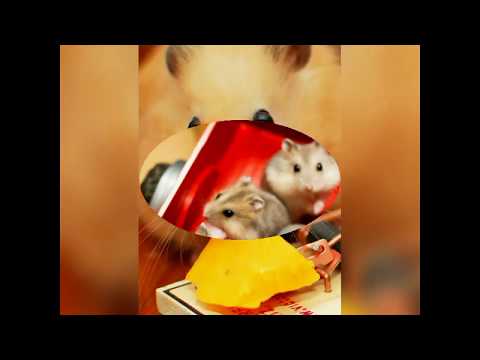 #_social_malaria-💖funniest-and-cutest-hamster-in-the-world💖-🐹
