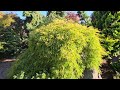 INCREDIBLE FLUFFY YELLOW JAPANESE MAPLES - AMAZING MAPLES 25