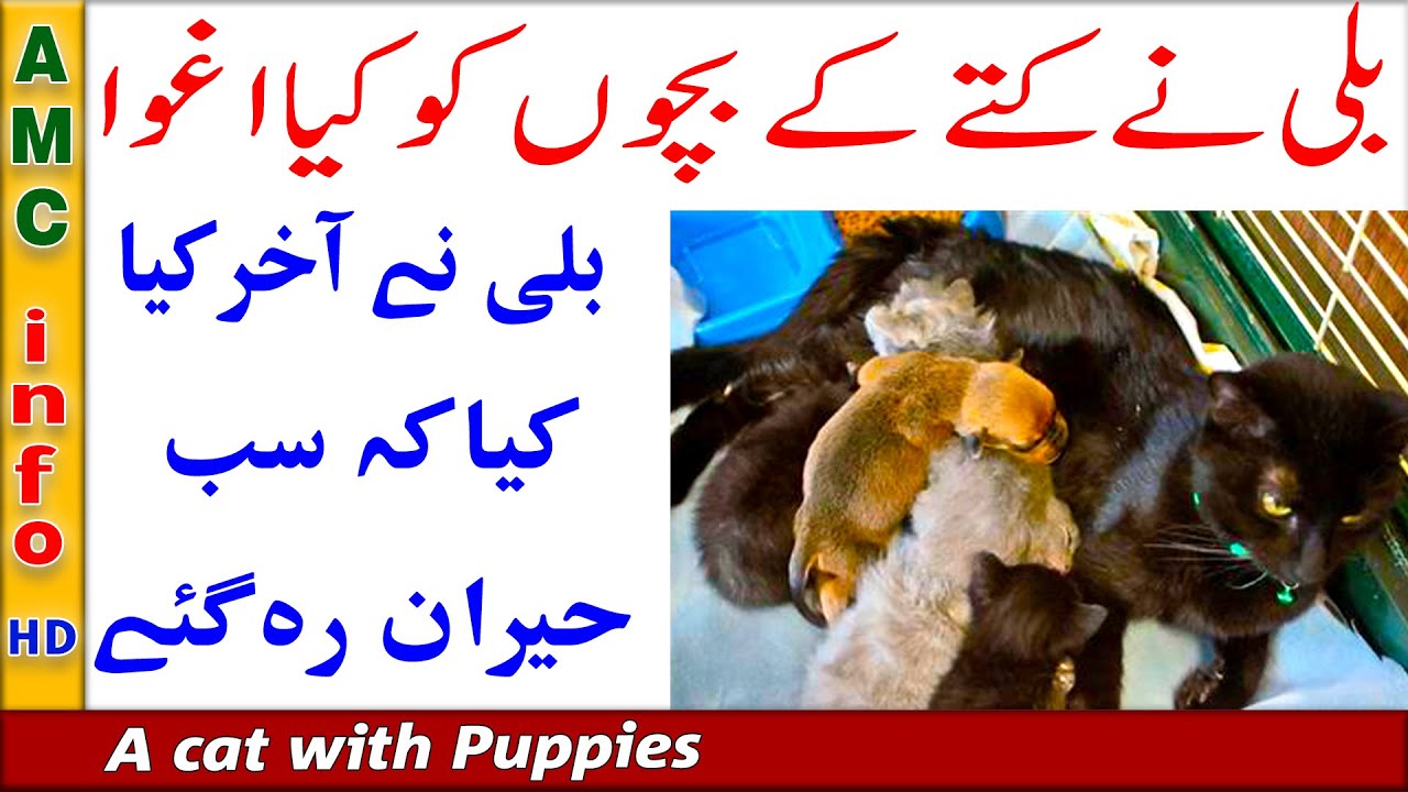 A Cat Kept Kidnapping The Neighbor’s Puppies For Shocking Reason Urdu