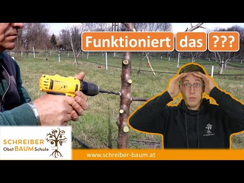 Video: Pfirsichbaumbohrer: Wie man Pfirsichbaumbohrer kontrolliert