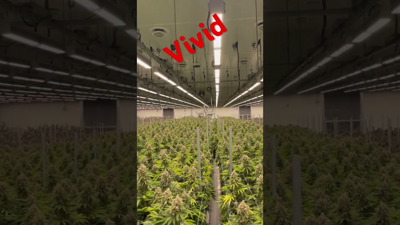 Vivid grow