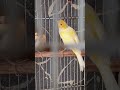 ما انت يا العصفور دا حالك