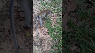 Crab-eating macaque (Macaca fascicularis) #monkeys #sumatera