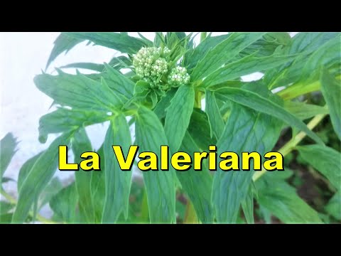 Vídeo: Cultivar I Utilitzar Valeriana