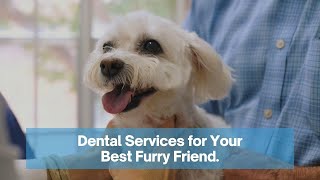 Dental Care for Your Dog or Cat | College Hills Vet [2021]