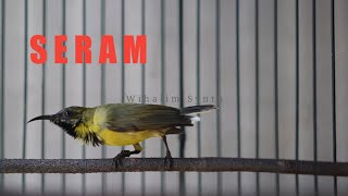 Funy bird singing • Hummingbird