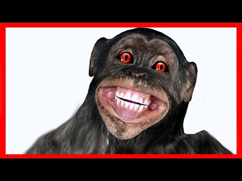 Maymun patates adam şarkısını söylüyor komik eğlenceli videolar deli maymun hanzo mr komik adam