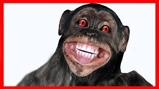 Maymun Patates Adam Şarkısını Söylüyor Komik Eğlenceli Videolar Deli Maymun Hanzo Mr Komik Adam