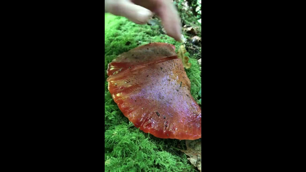 Beefsteak Mushroom Forager Vegan