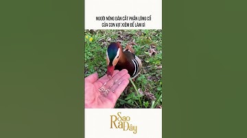 NGƯỜI NÔNG DÂN CẮT PHẦN LÔNG CỔ CỦA CON VỊT XIÊM ĐỂ LÀM GÌ