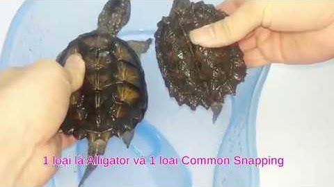 Hướng Dẫn Phân Biệt Rùa Common Và Rùa Cá Sấu Aligator | SHOP RÙA CẢNH