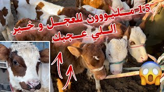 15 مليون هو سعر عجل الرضاعة وخير على روحك # دفعات العجول الجديدة من سوق البويرة للأبقار ♥️