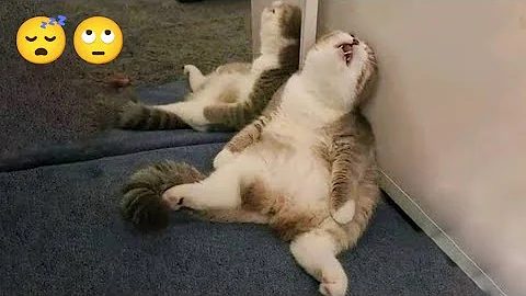 ❤️Funniest Animal fails Video Part-3😹 Funny Cats