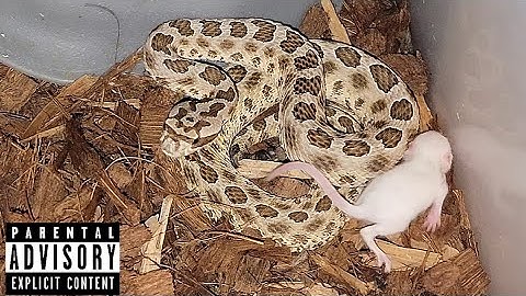 Pit Viper  Feeding!  Documentary