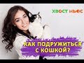 Как подружиться с кошкой?