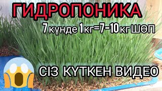 ГИДРОПОНИКА ӨСІРУДІҢ ТИІМДІ ТӘСІЛІ. МАЛҒА ЖЕМДІ ҚАЛАЙ БЕРЕМІЗ?😱