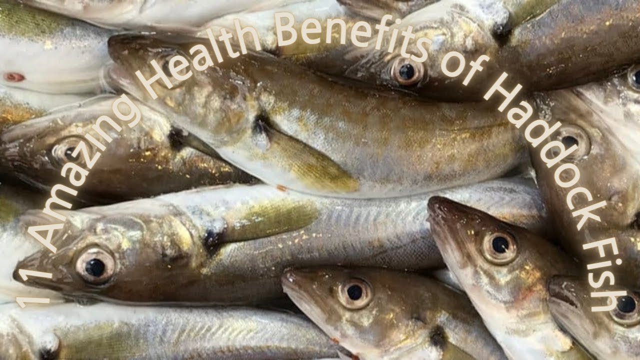 11 Amazing Health Benefits of Haddock Fish YouTube