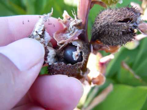 How To Collect Canna Lily Seeds Wmv You How To Collect Canna Lily Seeds Wmv