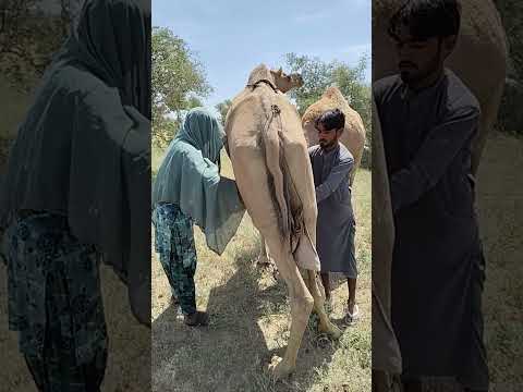 الولد والبنت يحلبان الناقة مع ا والمشهد رائع بالفعل    
