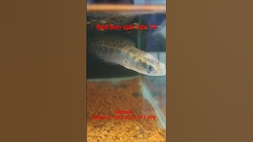 Red bun SPK size 10 #caloccanh #calockieng #channafish #shortvideo