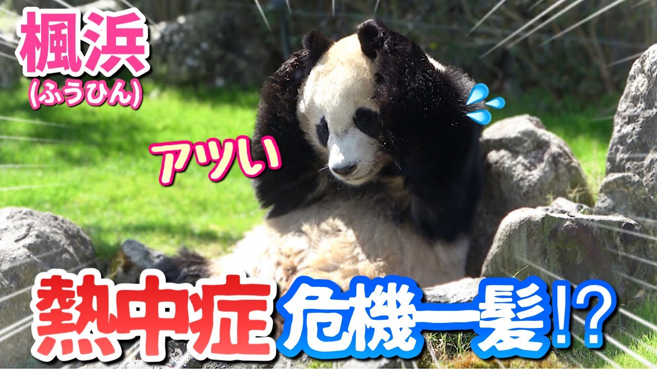【パンダアイドル楓浜】飼育員さん助けて💦ふうちゃん🐼アツいの〜冷房下の室内へ緊急避難❗️