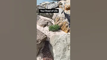 Your Road In Life May Be Rocky Yet Life Will Have Its Way Life Challenges Mindset Humanity 