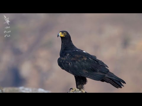 يا راكبين عتاق الخيل
