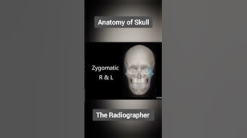 Anatomy of Skull | Skull Xray View | #3d #radiography #ct #anatomy #xrays #ctbrain