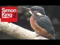 Simon kings wild meadows  ep 6  baby shrews fighting squirrels  more