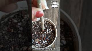 How to prune and do stem cutting propagation in Adeniums||#shorts||Important tips. #succulents