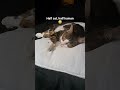 My Cat sleeps like a human.#catvideos #sleepingcats #shorts