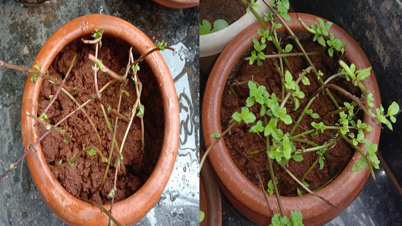 how to grow mint leaves at home | mint growing at home | pudina plant