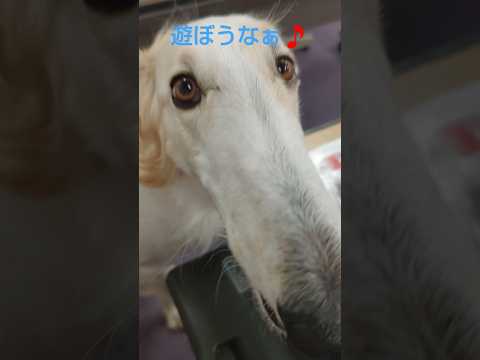 遊びを誘うボルゾイ🐶🎵😊 Borzoi inviting you to play