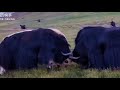Yaks with sharp horns, black and big body. Amazing fighting (Tibetan Yakfight)