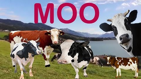 cows sounds cow mooing and eating cow farm Relaxing music with nature voice