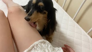 飼い主をぺろぺろ舐める美人な犬【ミニチュアダックスフンド】ろろ