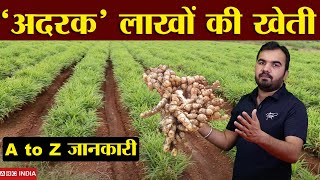 Ginger Farming | लाखों की खेती | अदरक की खेती | Good Income Farming | New agriculture technique